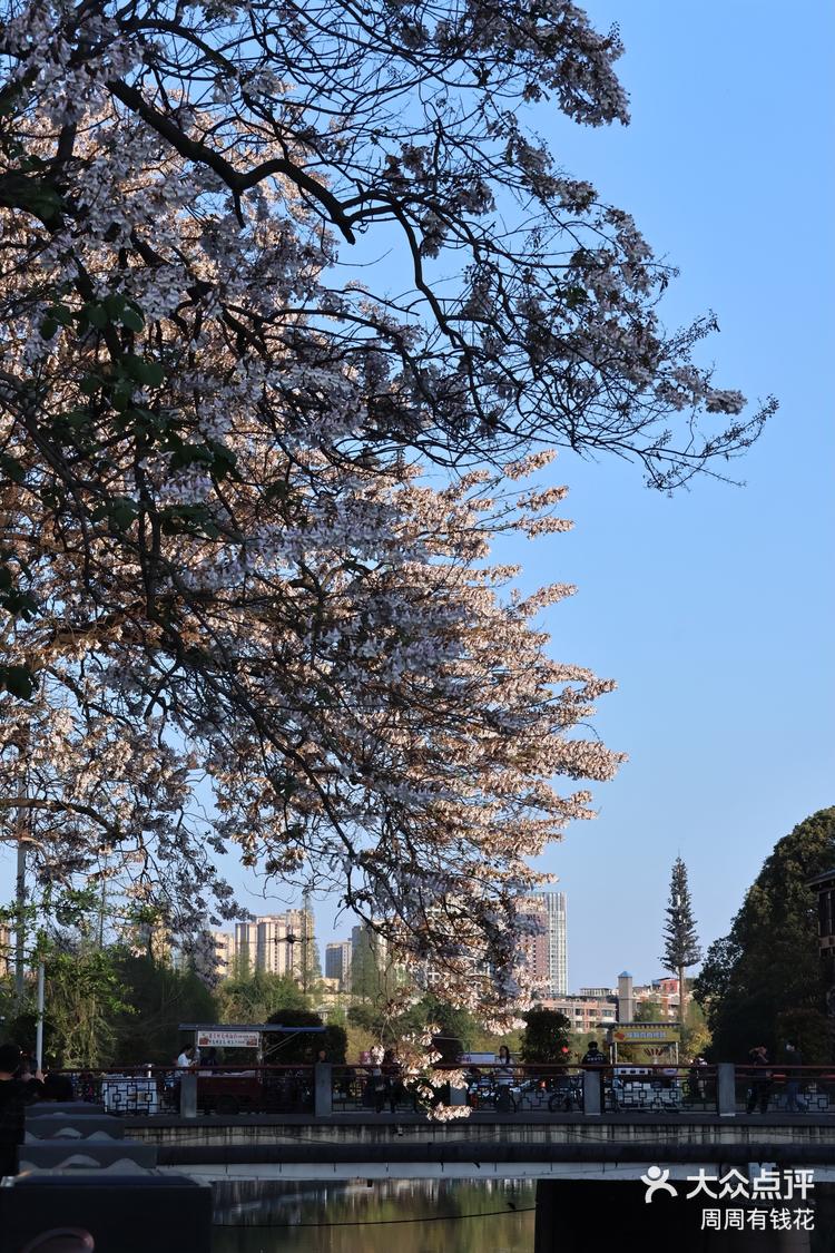 成都泡桐花图片