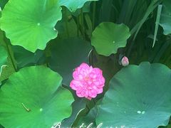 -沐仙湖湿地公园