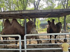 -长白岛森林公园