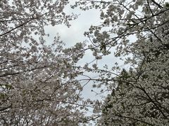 -绵阳盛世樱花悠乐谷