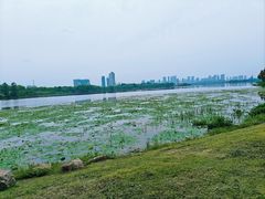 -金银湖国家城市湿地公园