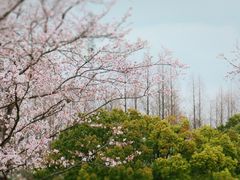 -上海滨江森林公园
