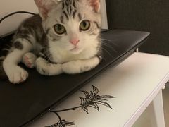 -lincat·猫舍(广州店)