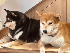 -是阿柴呀！柴犬咖啡·爱喵喵猫咖