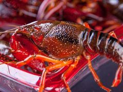 -九喜龙虾(凤城六路直营店)