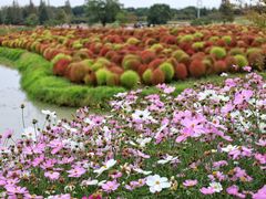 -花开海上生态园
