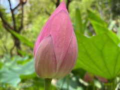 -陈家山荷花公园