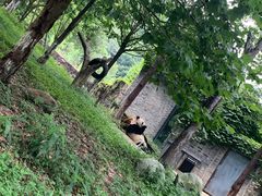 -都江堰中华大熊猫苑