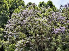 -重庆市江北嘴中央商务区中央公园