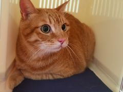 -艾吉宠物医院·疑难杂症转诊中心·猫友好(碧江路院)