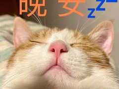 -北京赛佳动物医院