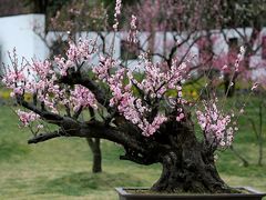 -梅花山(明孝陵内)