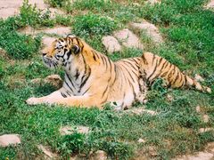 -西霞口神雕山野生动物世界