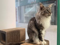 -瞄一喵猫咖(格力海岸店)