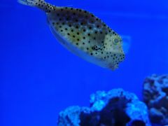 -上海海洋水族馆