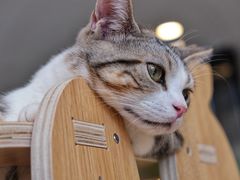 -飞行喵MR PILOT|猫舍·猫咖(静安大融城店)