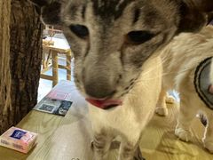 -豆逗聊愈猫阁Easy Life