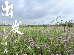 -洋湖国家湿地公园