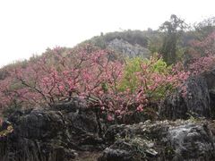 -连平县上坪镇鹰嘴水蜜桃基地