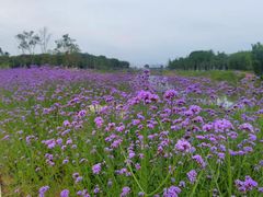 -风云岭森林公园