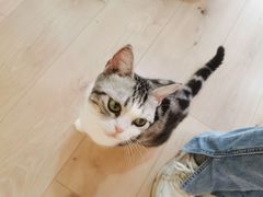 -Bastet sally猫舍购宠(静安店)