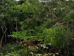 -东寨港红树林旅游区