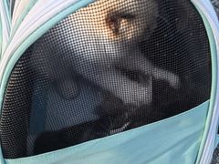 -北京观赏动物医院·24小时大型综合·猫专科·异宠专科