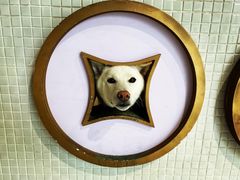 -柴务处·柴犬主题狗咖