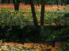 -杭州植物园