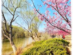-顾村公园