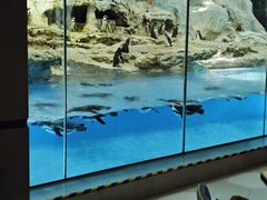 -帝企鹅自助餐厅•儿童岛•真企鹅(长隆企鹅酒店)