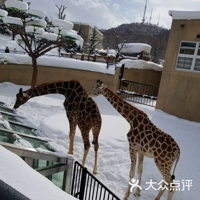 旭山動物園圖片-北京動物園-大眾點評網