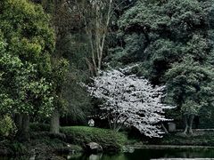 -杭州植物园