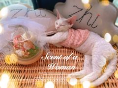 -momokira米努特·德文卷毛猫·棉花面纱犬