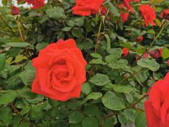 -南通洲际绿博园