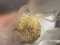 -运栋天马牛肉饼(林科大店)
