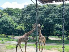 -深圳野生动物园