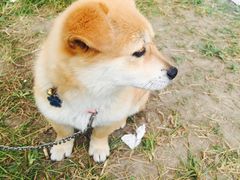 -鲜芋仙(徐州彭城一号店)