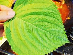 -红辣椒八爪鱼特色韩国料理