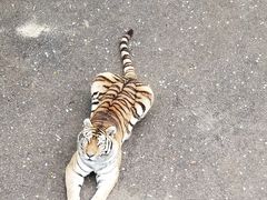 -大连森林动物园