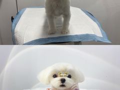 -comecome来吧宠物(奥克斯中心店)