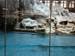 -帝企鹅自助餐厅•儿童岛•真企鹅(长隆企鹅酒店)