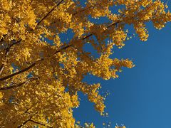 -三里屯东五街银杏大道