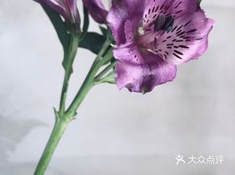 玫瑰，龙胆：45度斜剪，去刺，去叶，水深15
