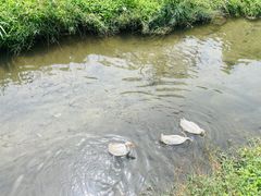 -Local泰莲庭(虹鳟鱼店)