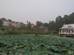 -大塘金香草谷