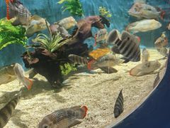 -沙沙哗啦海洋馆(华宇百花谷店)