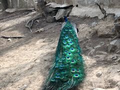 -燕塞湖鸟语林景区