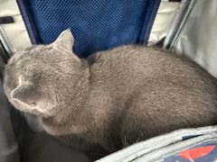 -达爱动物医院·犬猫分区·CT·复杂眼科(远洋山水分院)