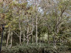 -东湖公园